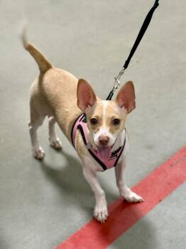 Bella -  Chihuahua Dog for Adoption in Tucson, Arizona - Bella | PetCurious
