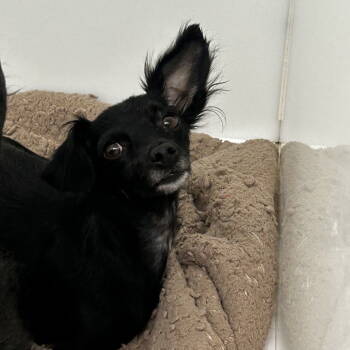 Rescue Chihuahua Dogs for Adoption in Chico, California - INDY | PetCurious