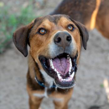 Aero -  American Foxhound Dog for Adoption in Tyler, Texas - Aero | PetCurious