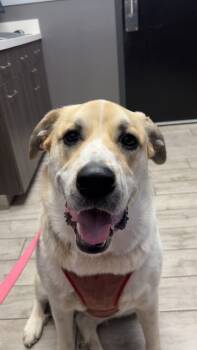 Rescue Great Pyrenees Dogs for Adoption in Poplar Grove, Illinois - Artemis NKA Hazel | PetCurious