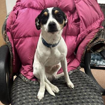 Jack Russell Terrier Dogs Available for Adoption - Cannoli (Rocky) | PetCurious