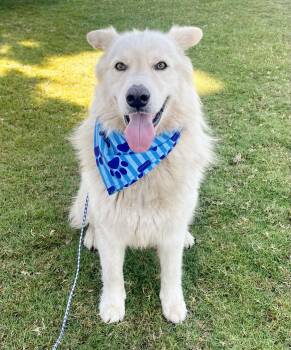APOLLO -  Husky Dog for Adoption in Rowland Heights, California - APOLLO | PetCurious