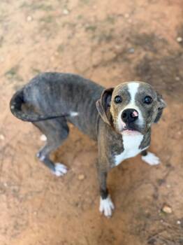 Bowie -  Mixed Breed Dog for Adoption - Bowie | PetCurious