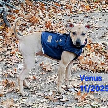 Rescue Mixed Breed and Terrier Dogs for Adoption in Olathe, Kansas - Venus | PetCurious