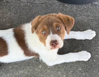 Australian Shepherd Dogs Available for Adoption in Columbus, Indiana - Gypsy | PetCurious