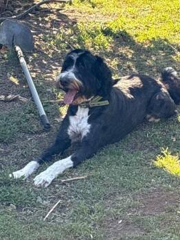 Rescue Bernese Mountain Dog and Poodle Dogs for Adoption in Hampton, Virginia - Bentley | PetCurious