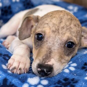 JEFF -  Rat Terrier Dog for Adoption in Margate, Florida - JEFF | PetCurious