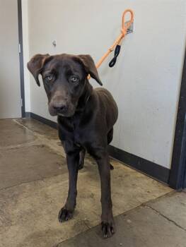 Labrador Retriever Dogs Available for Adoption in Ontario, California - SANDY | PetCurious