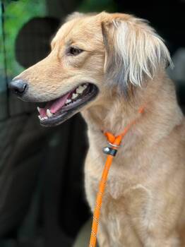 Rain -  Saluki and Retriever Dog for Adoption in Palos Heights, Illinois - Rain | PetCurious
