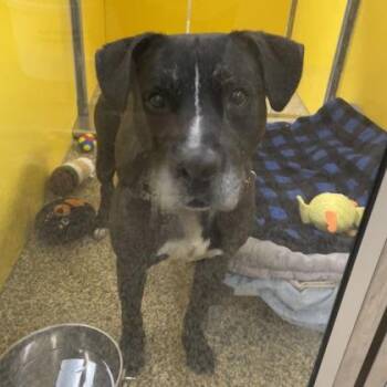 Oklahoma -  Mixed Breed Dog for Adoption in Merriam, Kansas - Oklahoma | PetCurious