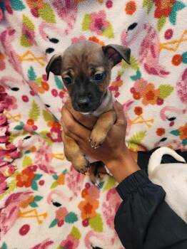 Chihuahua Dogs Available for Adoption in Gun Barrel City, Texas - Chanel | PetCurious