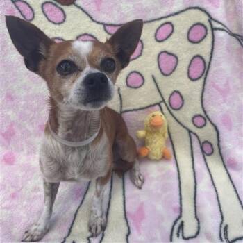 Sweet Pea -  Chihuahua Dog for Adoption in Long Beach, California - Sweet Pea | PetCurious
