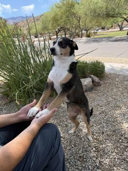 COURTESY POST Sol -  Mixed Breed Dog for Adoption in Tucson, Arizona - COURTESY POST Sol | PetCurious