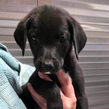River Pup Male 1 -  Golden Retriever and Mixed Breed Dog for Adoption in Fairfax Station, Virginia - River Pup Male 1 | PetCurious