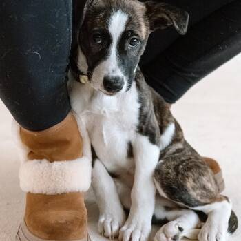 Rescue Husky and Pit Bull Terrier Dogs for Adoption in Detroit, Michigan - Boo | PetCurious