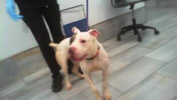 A1265590 -  Pit Bull Terrier Dog for Adoption in Charlotte, North Carolina - A1265590 | PetCurious