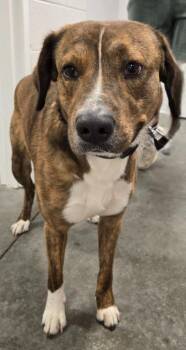Mountain Cur Dogs Available for Adoption in Sandusky, Ohio - PETE | PetCurious