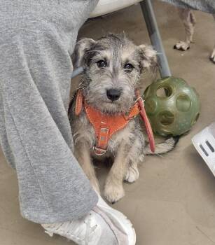 LUPITA -  Schnauzer Dog for Adoption in Langley Township, British Columbia - LUPITA | PetCurious