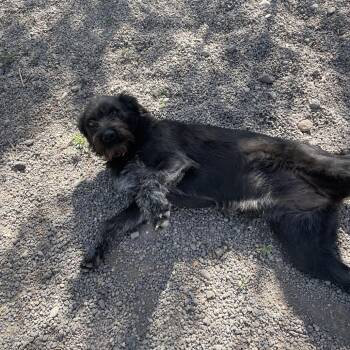 Collie and Mixed Breed Dogs Available for Adoption in Rexburg, Idaho - Ethel | PetCurious