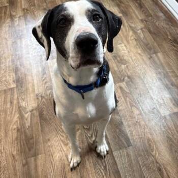 Great Dane Dogs Available for Adoption - Motley | PetCurious