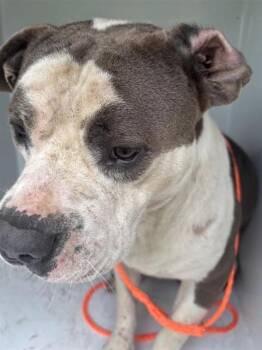 A659050 -  Pit Bull Terrier Dog for Adoption in Houston, Texas - A659050 | PetCurious