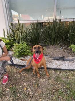 Rescue Vizsla and Beagle Dogs for Adoption in Gig Harbor, Washington - Cinnamon | PetCurious
