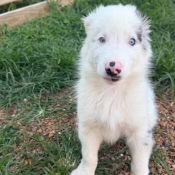 Banner -  Australian Shepherd Dog for Adoption in Duck River, Tennessee - Banner | PetCurious