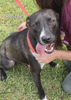 Rescue Mixed Breed Dogs for Adoption in Westborough, Massachusetts - Roscoe | PetCurious
