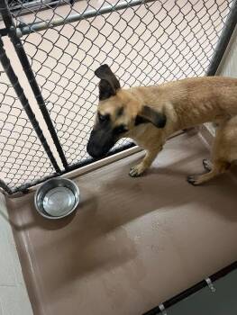 German Shepherd Dog and Black Mouth Cur Dogs Available for Adoption in Nacogdoches, Texas - Blondie | PetCurious