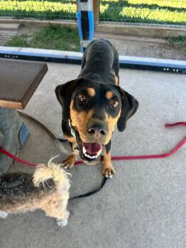 Canoe -  Doberman Pinscher and Mixed Breed Dog for Adoption in Fort Collins, Colorado - Canoe | PetCurious