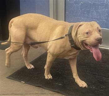 Mixed Breed Dogs Available for Adoption in Dallas, Texas - SNOOP | PetCurious