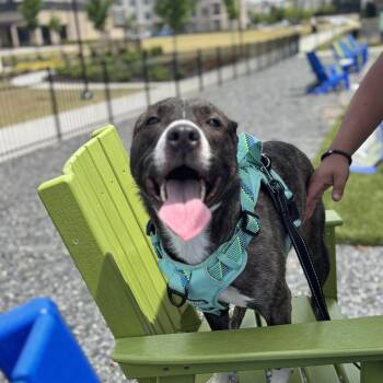 Mary Cassie 2026-224 -  Pit Bull Terrier Dog for Adoption in Winder, Georgia - Mary Cassie 2026-224 | PetCurious
