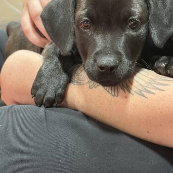 Kiwi -  Shepherd Dog for Adoption - Kiwi | PetCurious