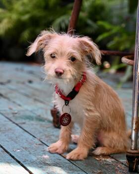 Jelly Sandwich *LOCAL* -  Chihuahua and Dachshund Dog for Adoption in South Kingstown, Rhode Island - Jelly Sandwich *LOCAL* | PetCurious