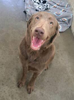 ASHE -  Labrador Retriever Dog for Adoption in Easton, Maryland - ASHE | PetCurious