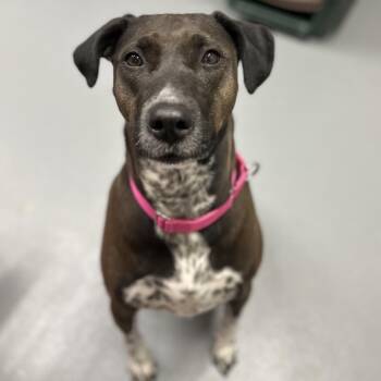 Labrador Retriever Dogs Available for Adoption - Marley | PetCurious