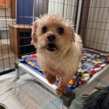 Mixed Breed Dogs Available for Adoption in Buffalo, Minnesota - Kirby | PetCurious