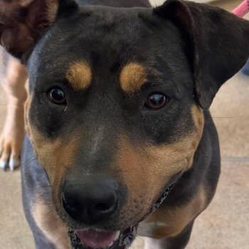 Coco -  Pit Bull Terrier Dog for Adoption in Titusville, Florida - Coco | PetCurious