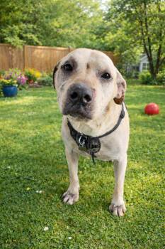 Mixed Breed Dogs Available for Adoption - Herbie | PetCurious