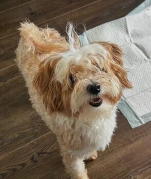 Juno - adoption pending -  Maltese and Poodle Dog for Adoption in Washington, District Of Columbia - Juno - Adoption Pending | PetCurious