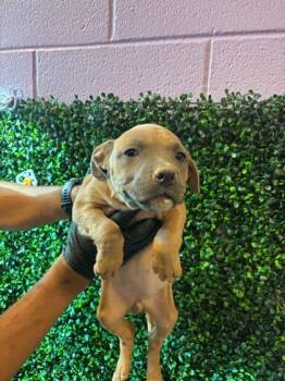 Mixed Breed Dogs Available for Adoption - 60677673 | PetCurious