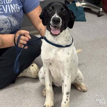 Pointer and Beagle Dogs Available for Adoption - Faith | PetCurious