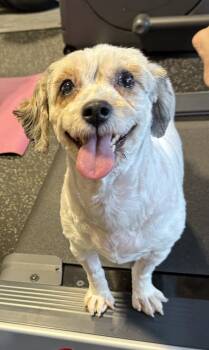 Poodle and Cavalier King Charles Spaniel Dogs Available for Adoption in Cheektowaga, New York - Sunny (Sundial) | PetCurious