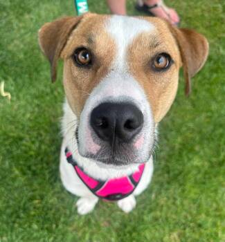 Pit Bull Terrier Dogs Available for Adoption in Germantown, Ohio - Shark Finn | PetCurious