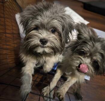 Chip and Patch (Bonded Pair) -  Shih Tzu and Havanese Dog for Adoption in Suffolk, Virginia - Chip And Patch (Bonded Pair) | PetCurious