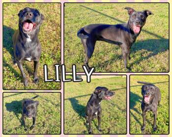 Lilly -  Labrador Retriever Dog for Adoption in Universal City, Texas - Lilly | PetCurious