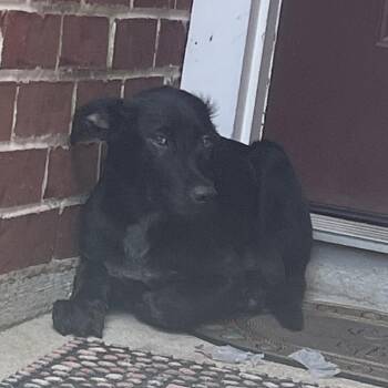Duke -  Mixed Breed Dog for Adoption in Dickinson, Texas - Duke | PetCurious