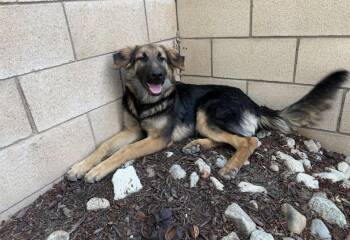 Rescue German Shepherd Dog Dogs for Adoption in Rialto, California - Scout | PetCurious