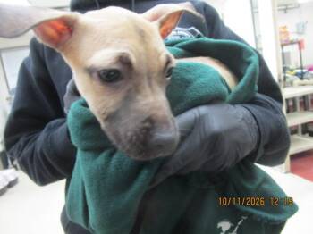 Lilly(315) -  Pit Bull Terrier Dog for Adoption in Marietta, Georgia - Lilly(315) | PetCurious