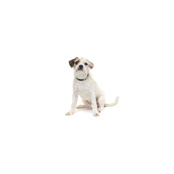 Ozzy -  Mixed Breed Dog for Adoption in Los Angeles, California - Ozzy | PetCurious